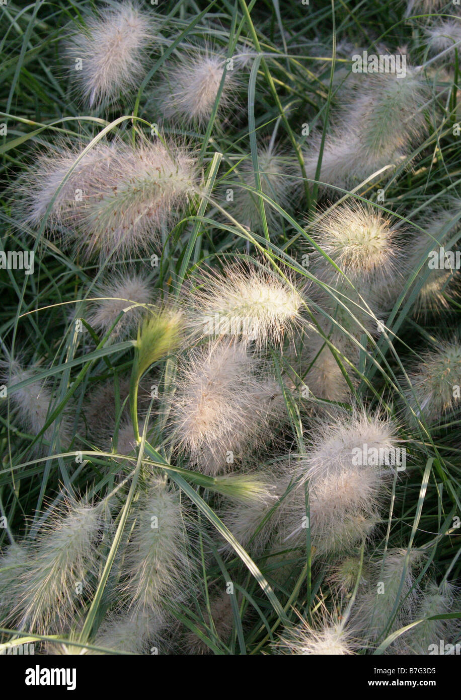 Feathertop Grass, African Feather-grass, Pennisetum villosum, Poaceae.  An African Grass Flower Stock Photo