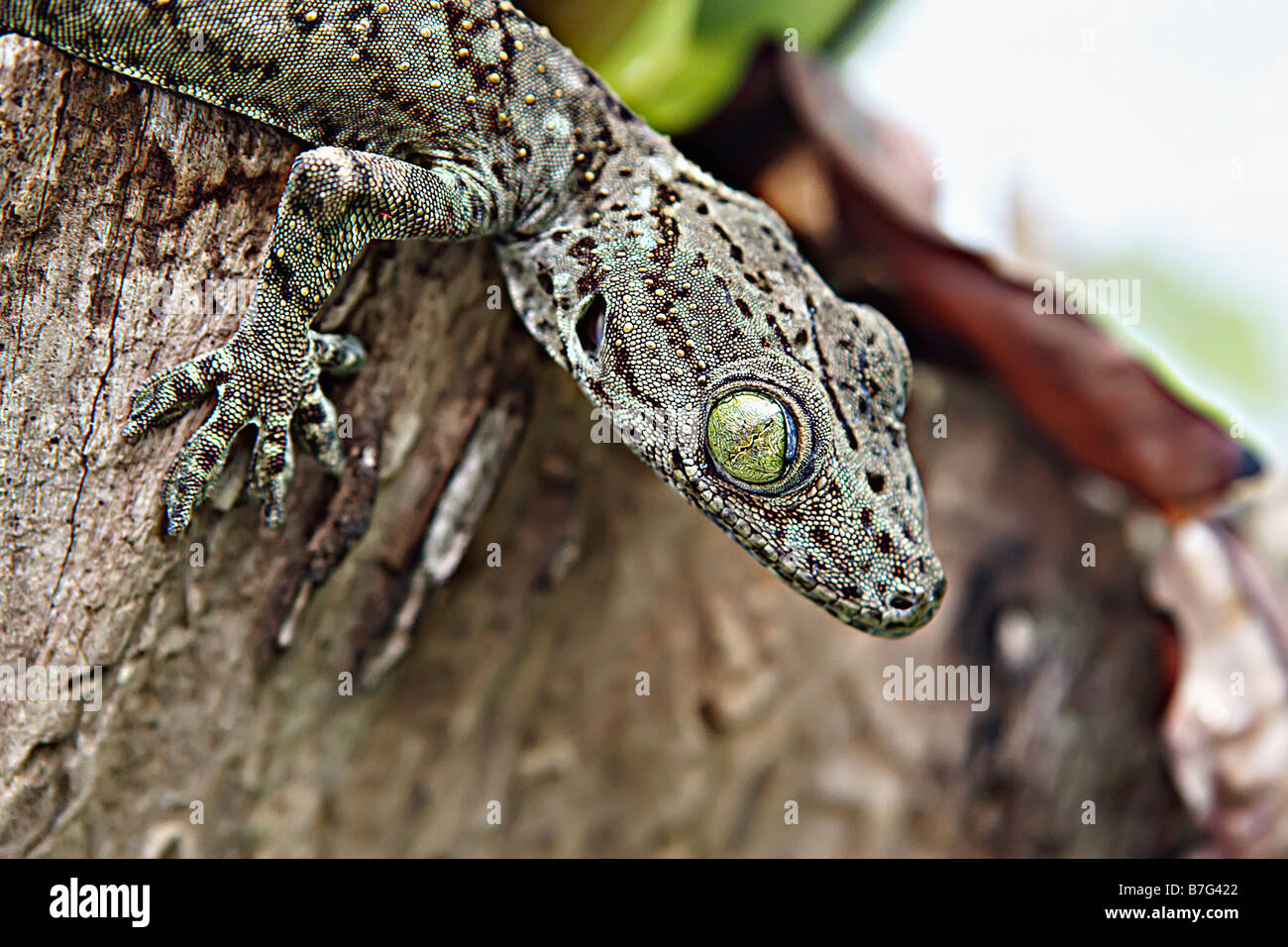 Lizard with large green eyes Stock Photo - Alamy