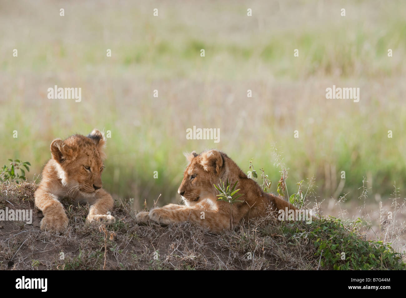 Lion cubs Stock Photo
