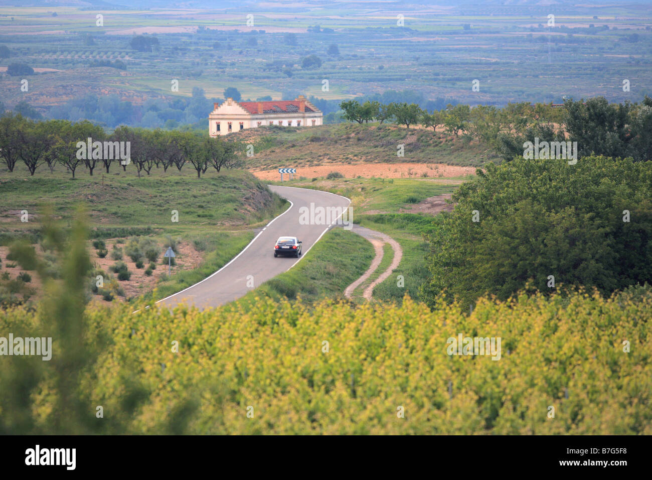 Vines and road in Spain Stock Photo