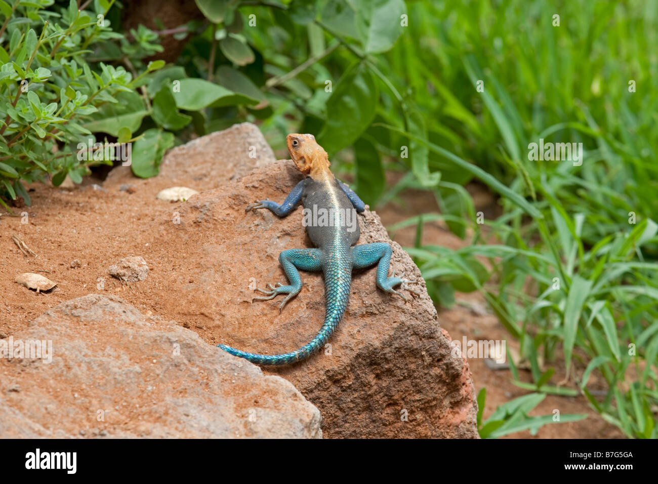 Agamid lizard sunning on rock outcrop Tsavo East Kenya Stock Photo