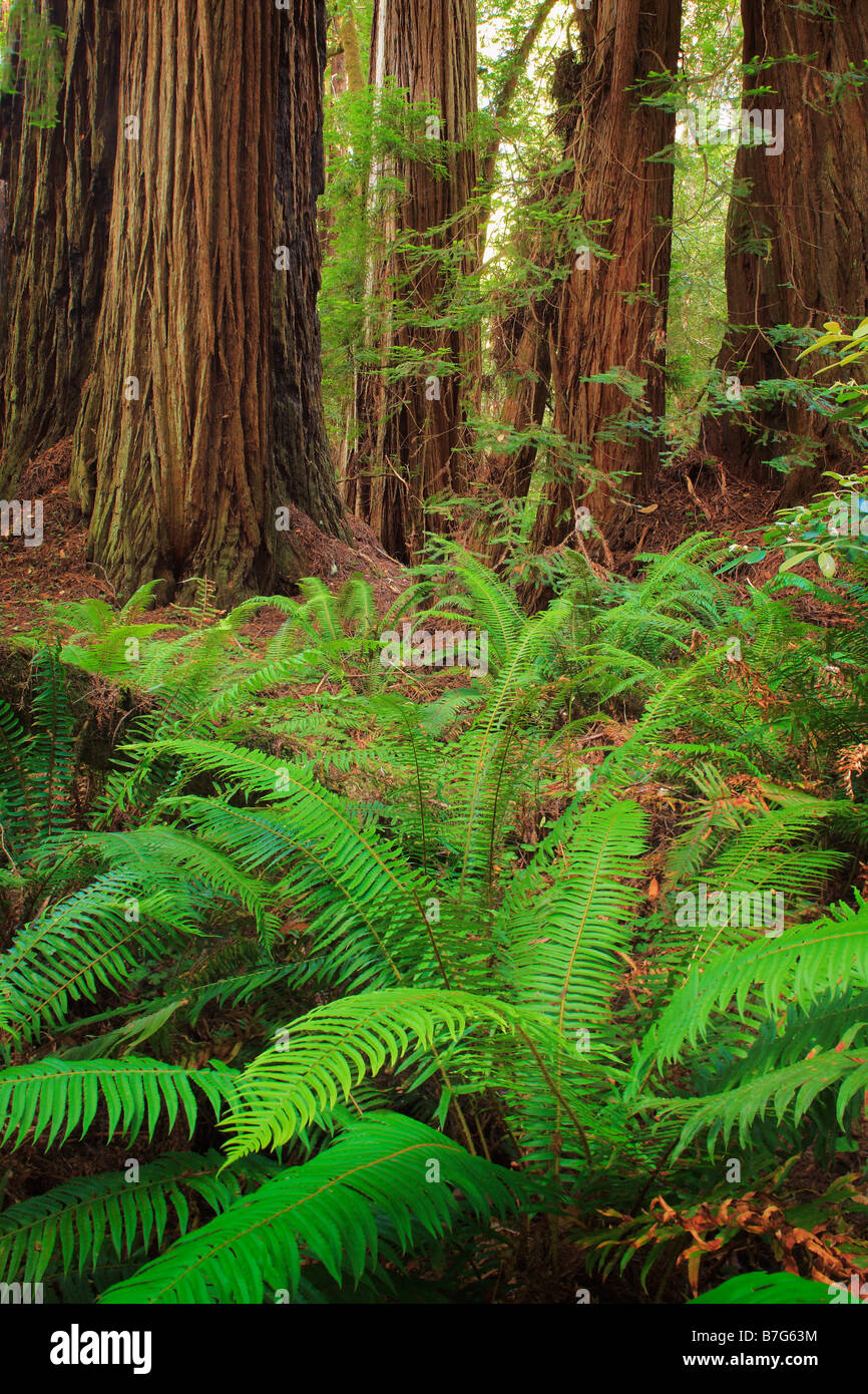Redwoods and sword ferns in Redwood National Park, California Stock