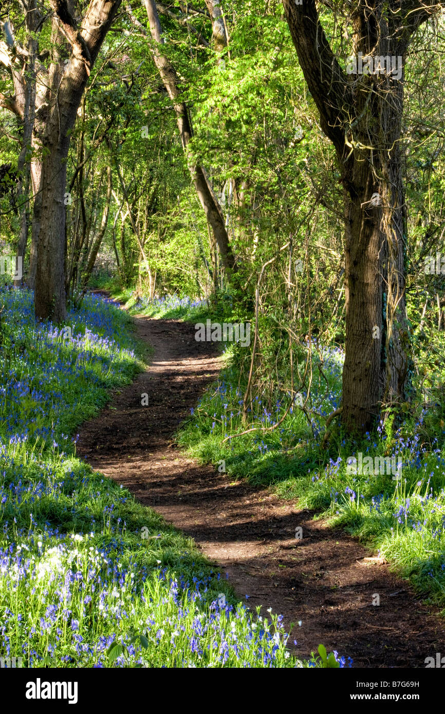 Borthwood Copse Borthwood Copse Walk, Isle Of Wight Explore The Isle