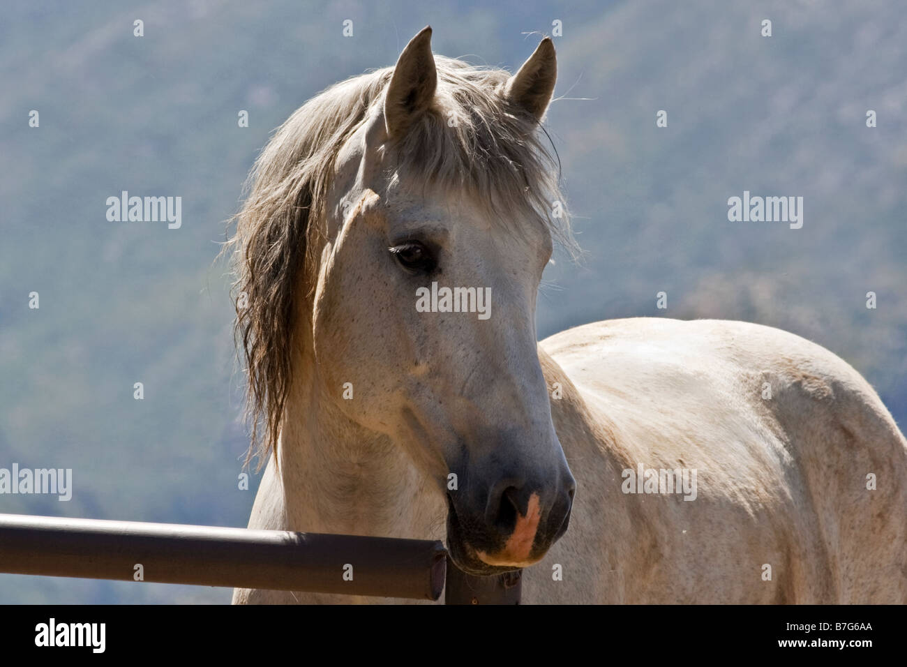 Horse, Andalusian Stock Photo