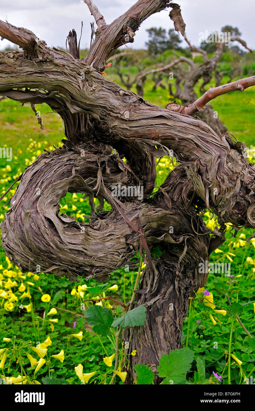 old knotted vine Stock Photo Alamy