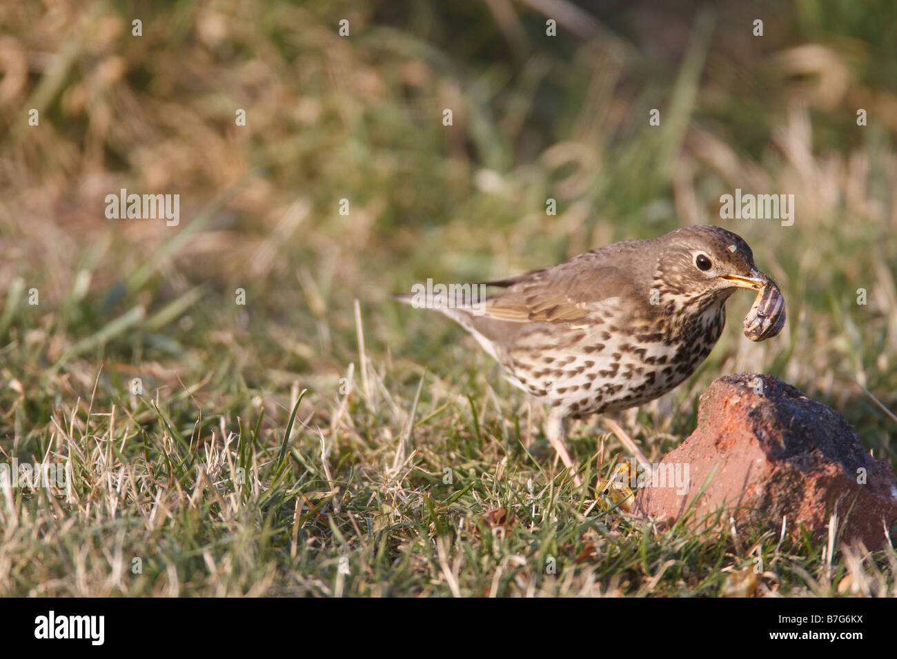SONG THRUSH Turdus philomelos STANDING NEAR BRICK ANVIL WITH SNAIL Stock Photo