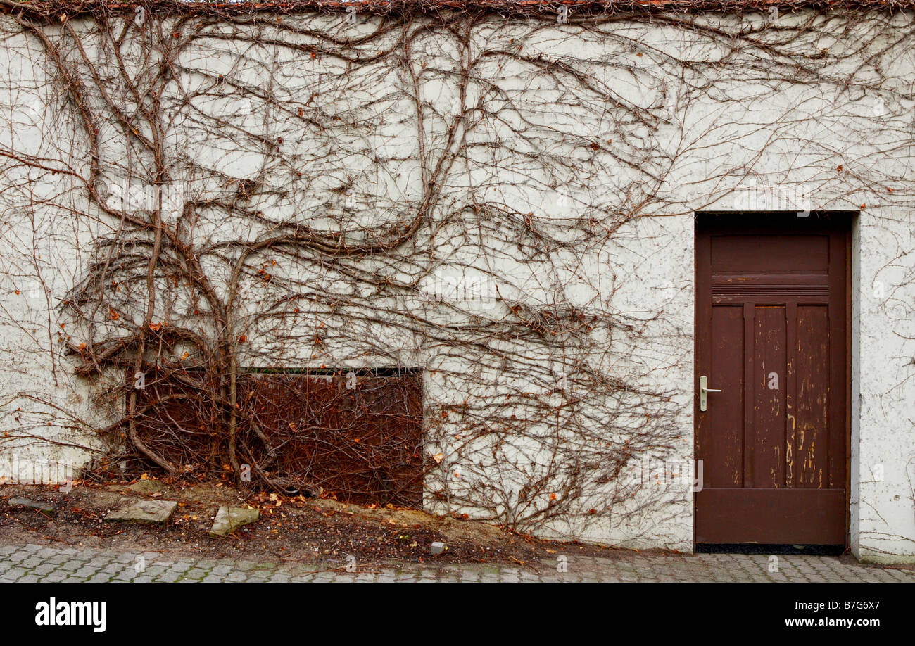 Creeping vine plant on white wall with brown door Stock Photo