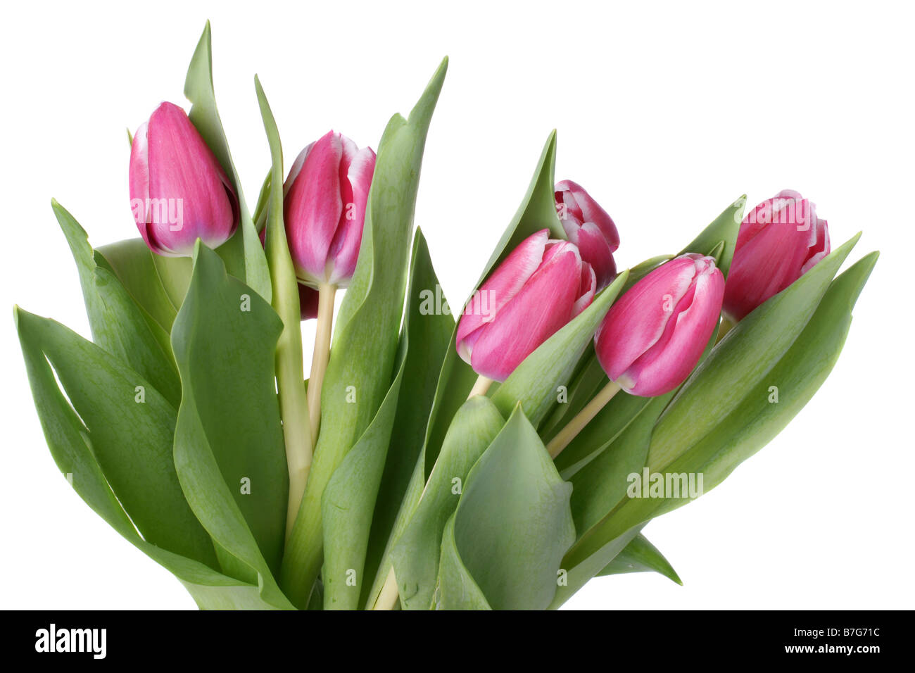 Bunch of fresh pink tulips over white background Stock Photo - Alamy