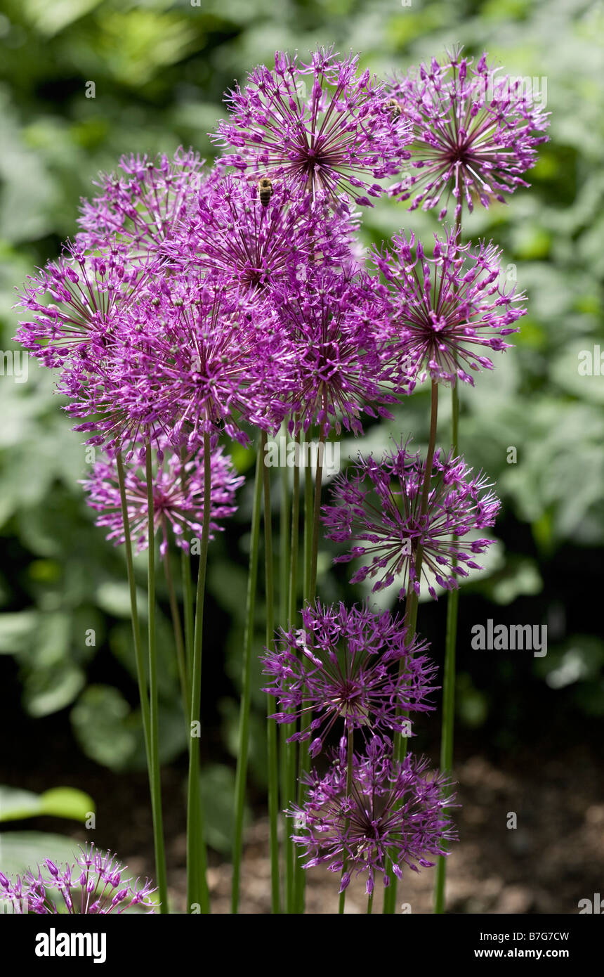 Allium Rosenbachianum Purple King Stock Photo