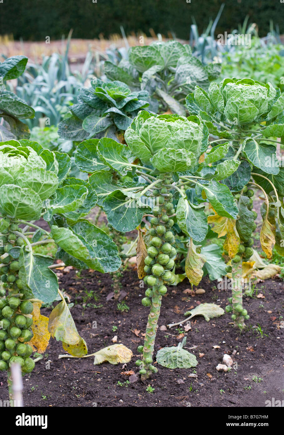 Brussels sprout plant in an allotment Stock Photo