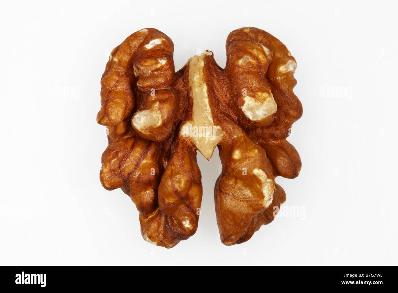 Walnut Half on a White Background Stock Photo Alamy