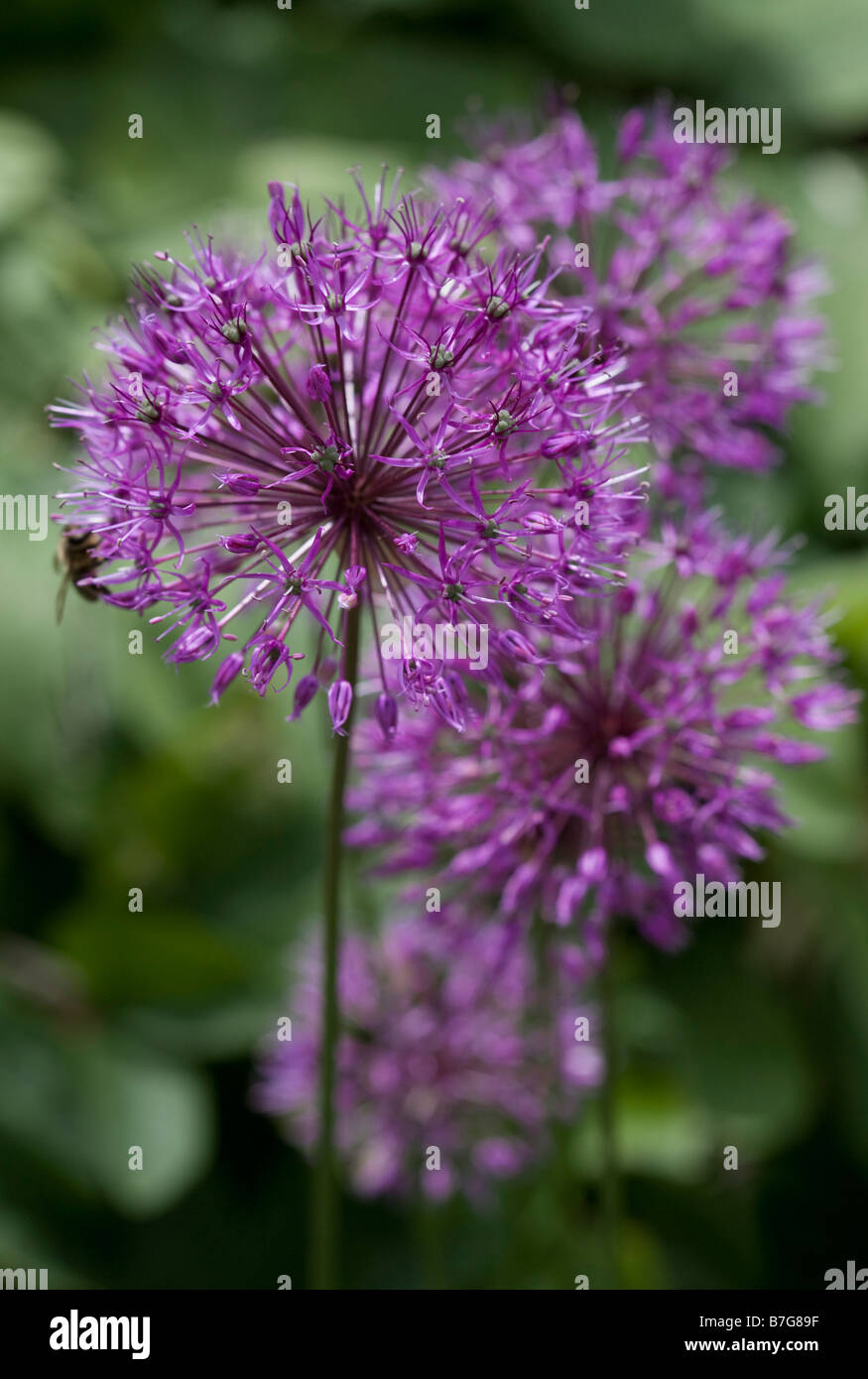 Allium Rosenbachianum Purple King Stock Photo