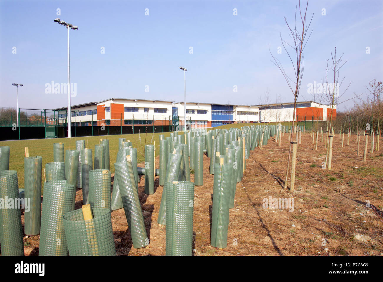 New trees planted in the grounds of a new school as part of the school's sustainable policy Stock Photo
