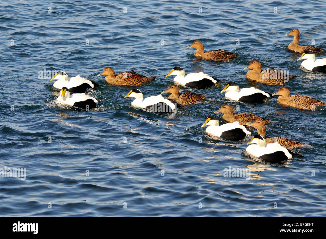 Flock of Common Eider ducks swimming in ocean Stock Photo