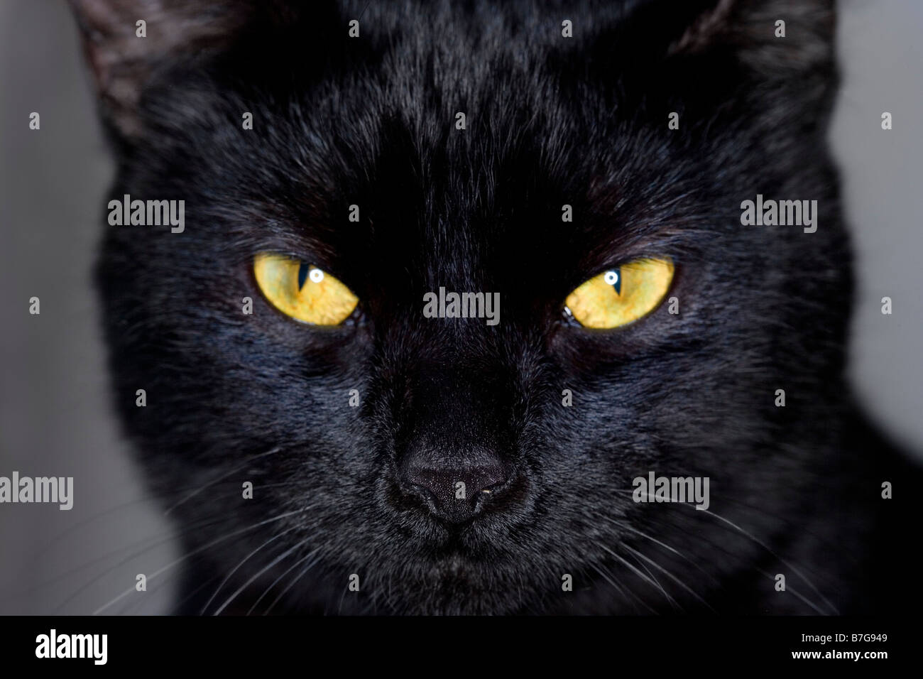 Cat eye night hi-res stock photography and images - Alamy