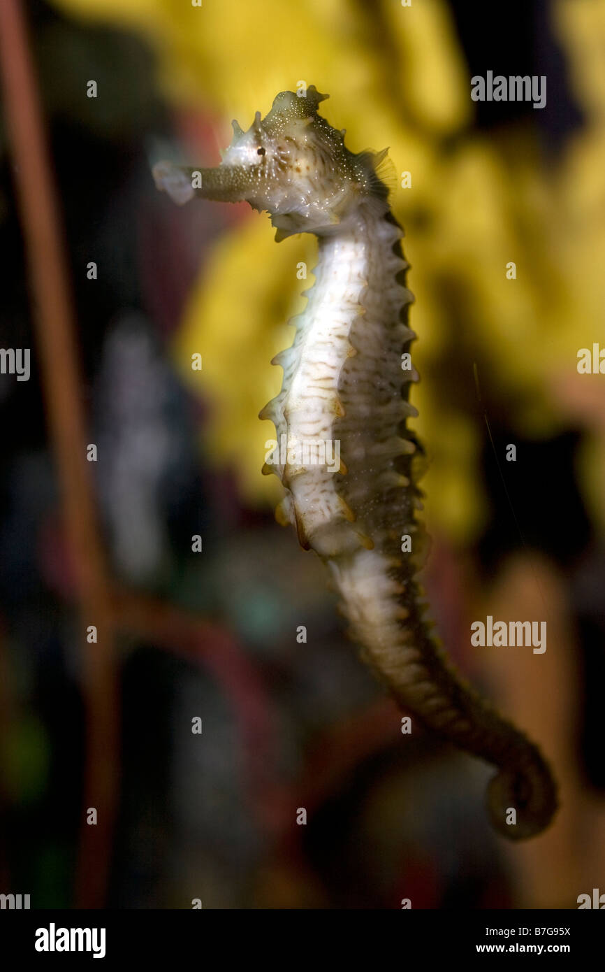 Longsnout seahorse Hippocampus reidi at the Tennessee Aquarium in Chattanooga Stock Photo