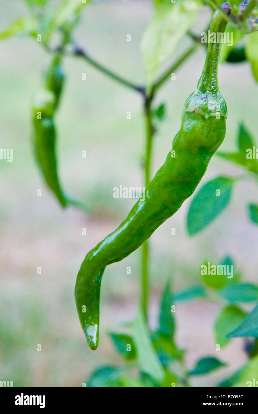Green chilli peppers growing outdoors Stock Photo Alamy