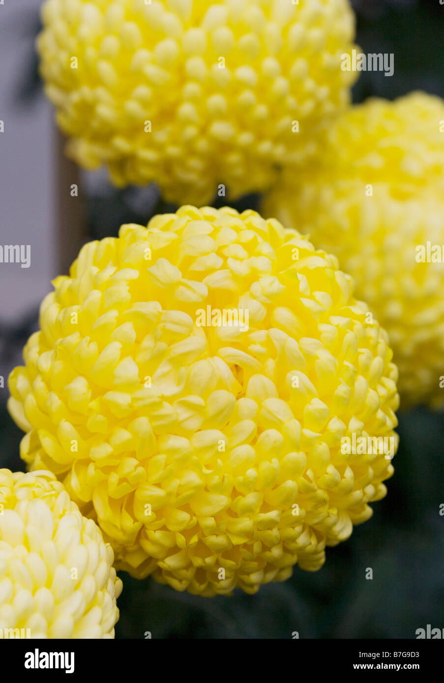 Yellow Chrysanthemum 'Laurie Fitton' Stock Photo