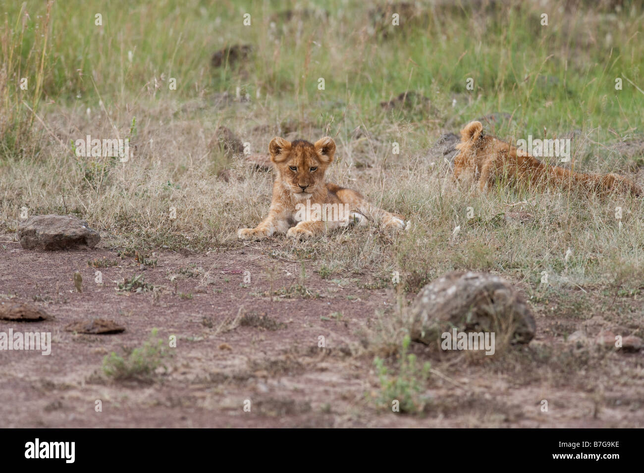 Two three month old lion cubs Stock Photo