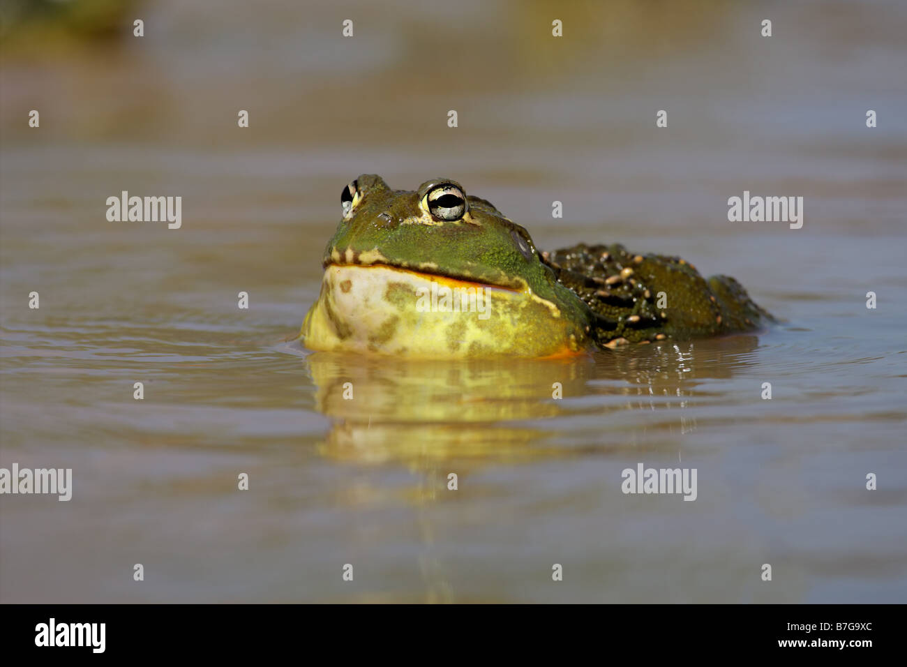 Male African giant bullfrog (Pyxicephalus adspersus  