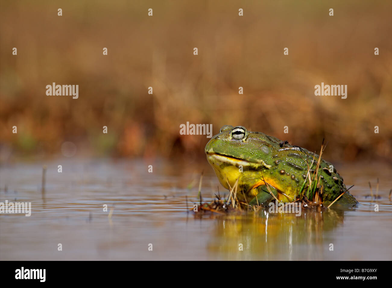 Male African giant bullfrog (Pyxicephalus adspersus) active in shallow ...
