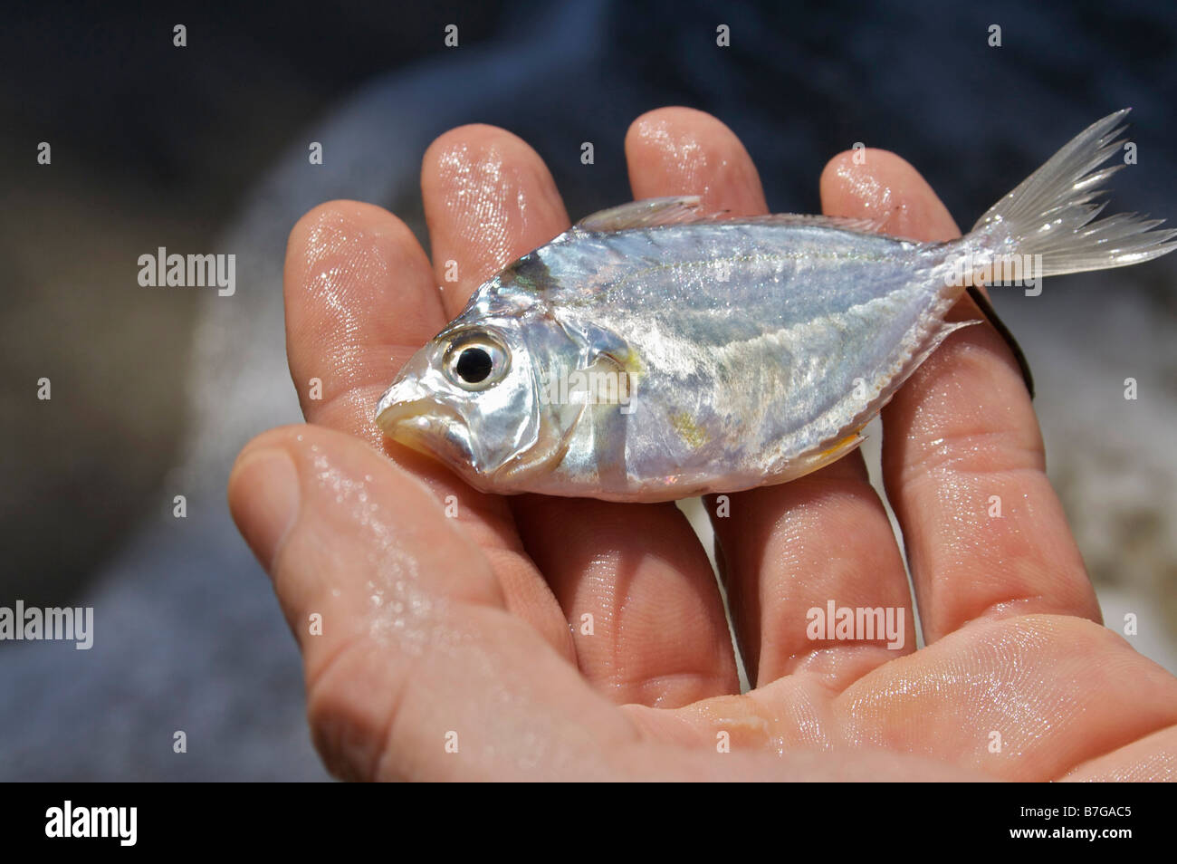 Small fish in hand hi-res stock photography and images - Alamy