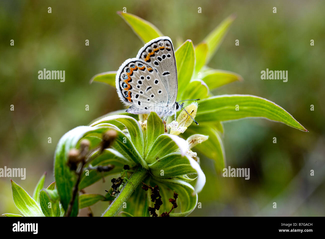 Karner Blue Butterfly & Wild Lupin Print 