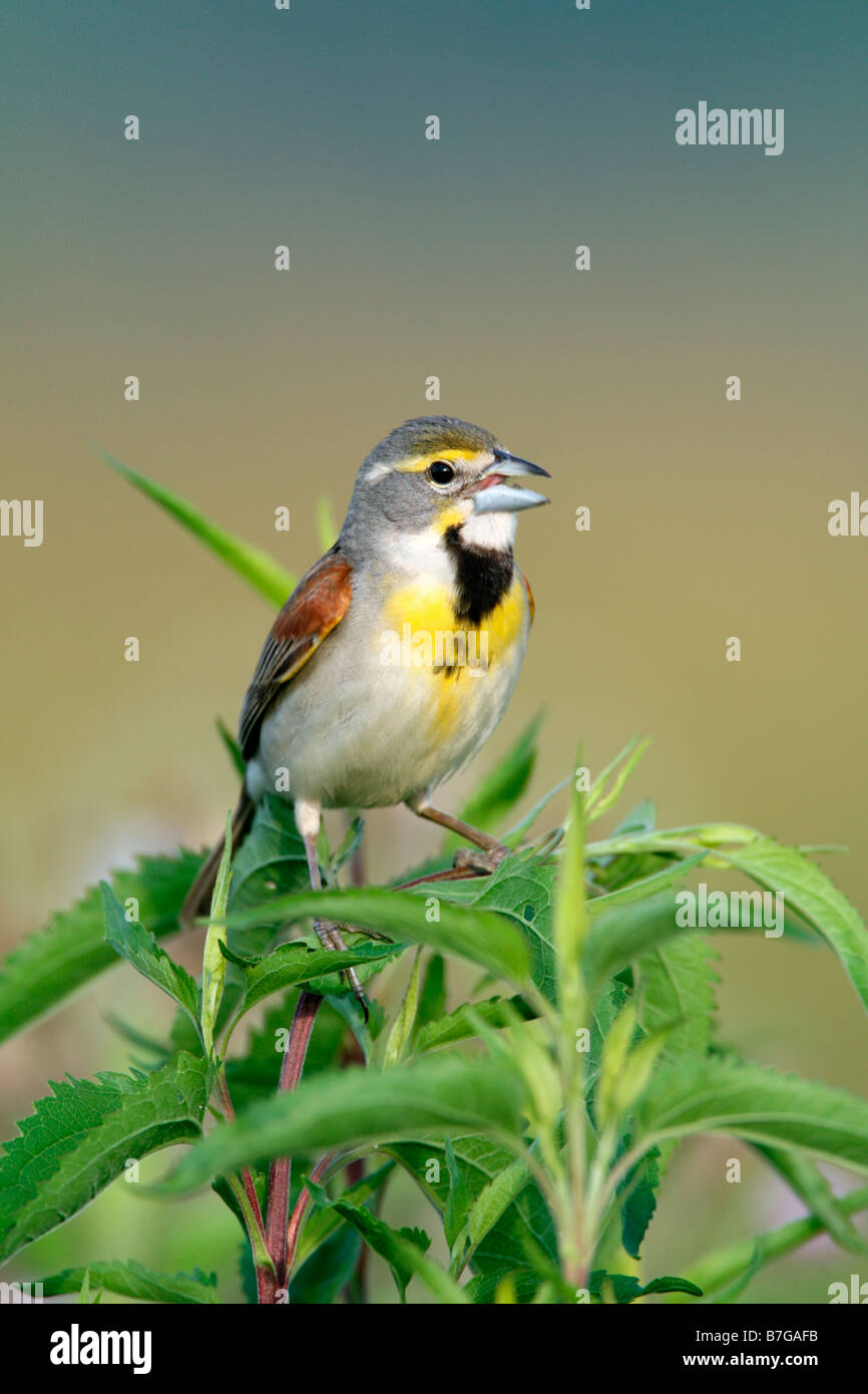 Dickcissel Vertical Stock Photo Alamy