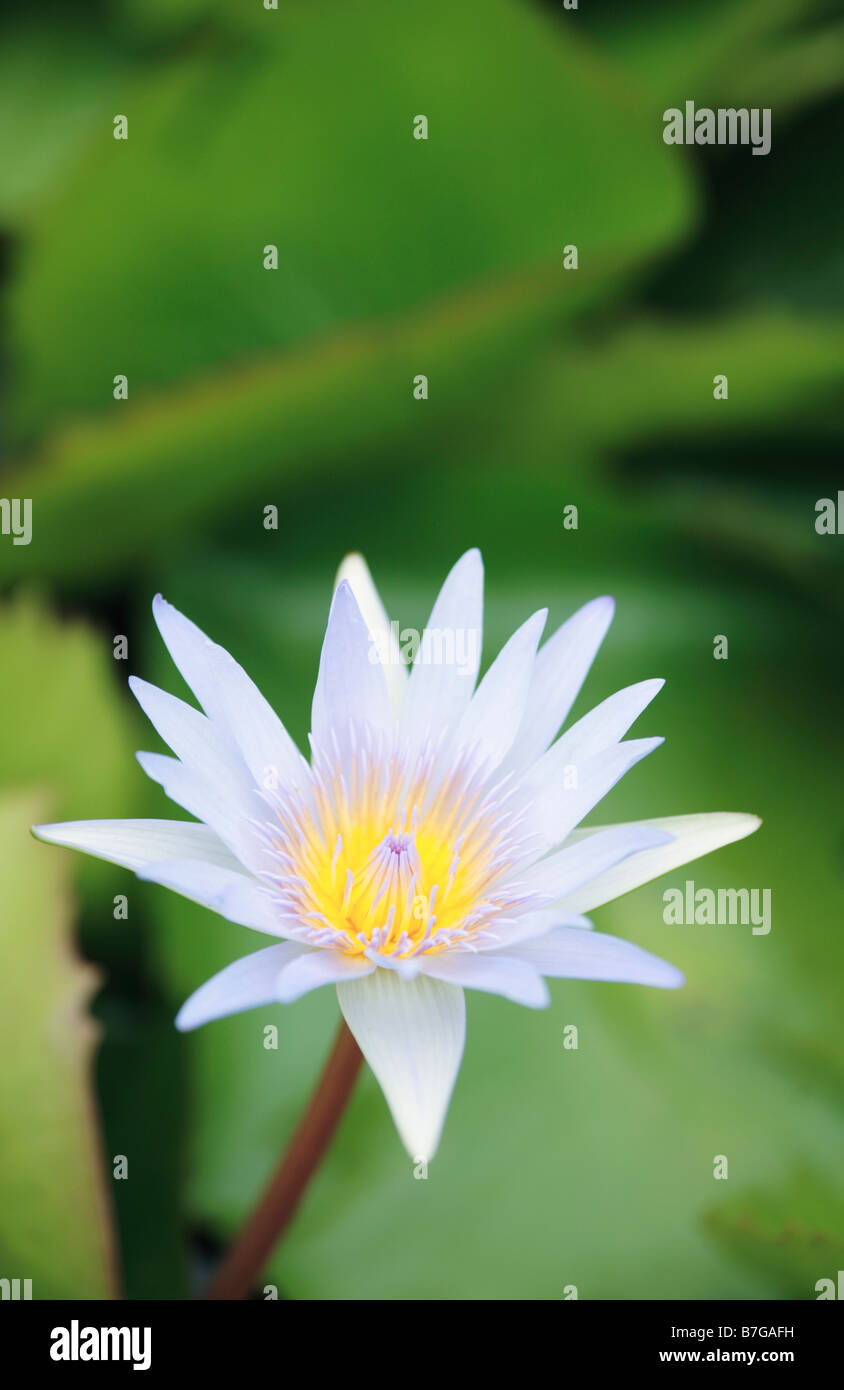 Water lily nymphaea blue capensis hi-res stock photography and images ...