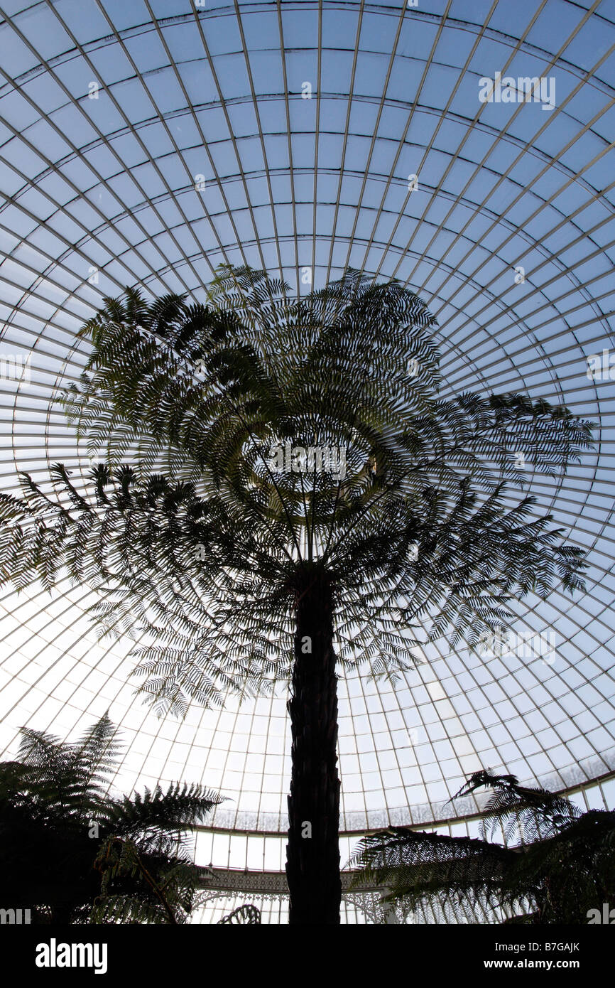 The Kibble Palace botanical gardens in Glasgow in Scotland Stock Photo