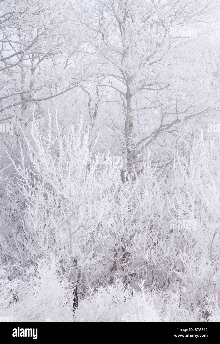 trees covered with hoarfrost, Cardinal Marsh natural area, Winneshiek County, Iowa Stock Photo