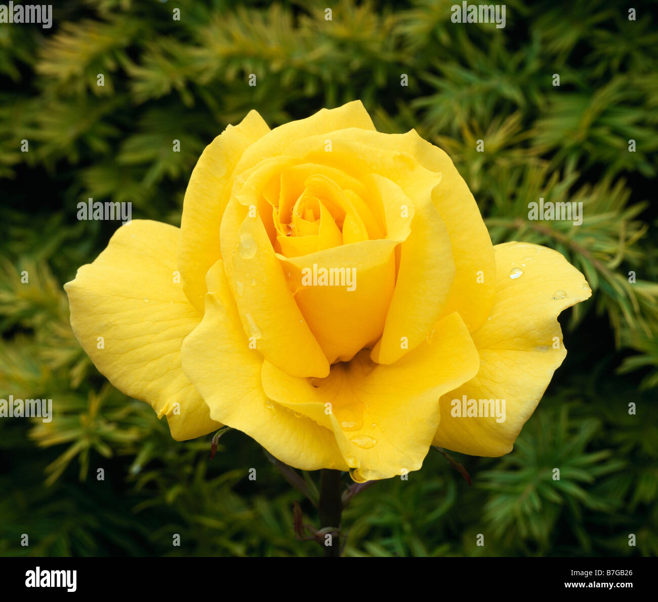 Yellow Rose Stock Photo