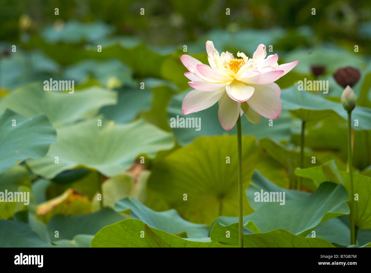 Blooming lotus flower in waimea valley, oahu, hawaii Stock Photo - Alamy