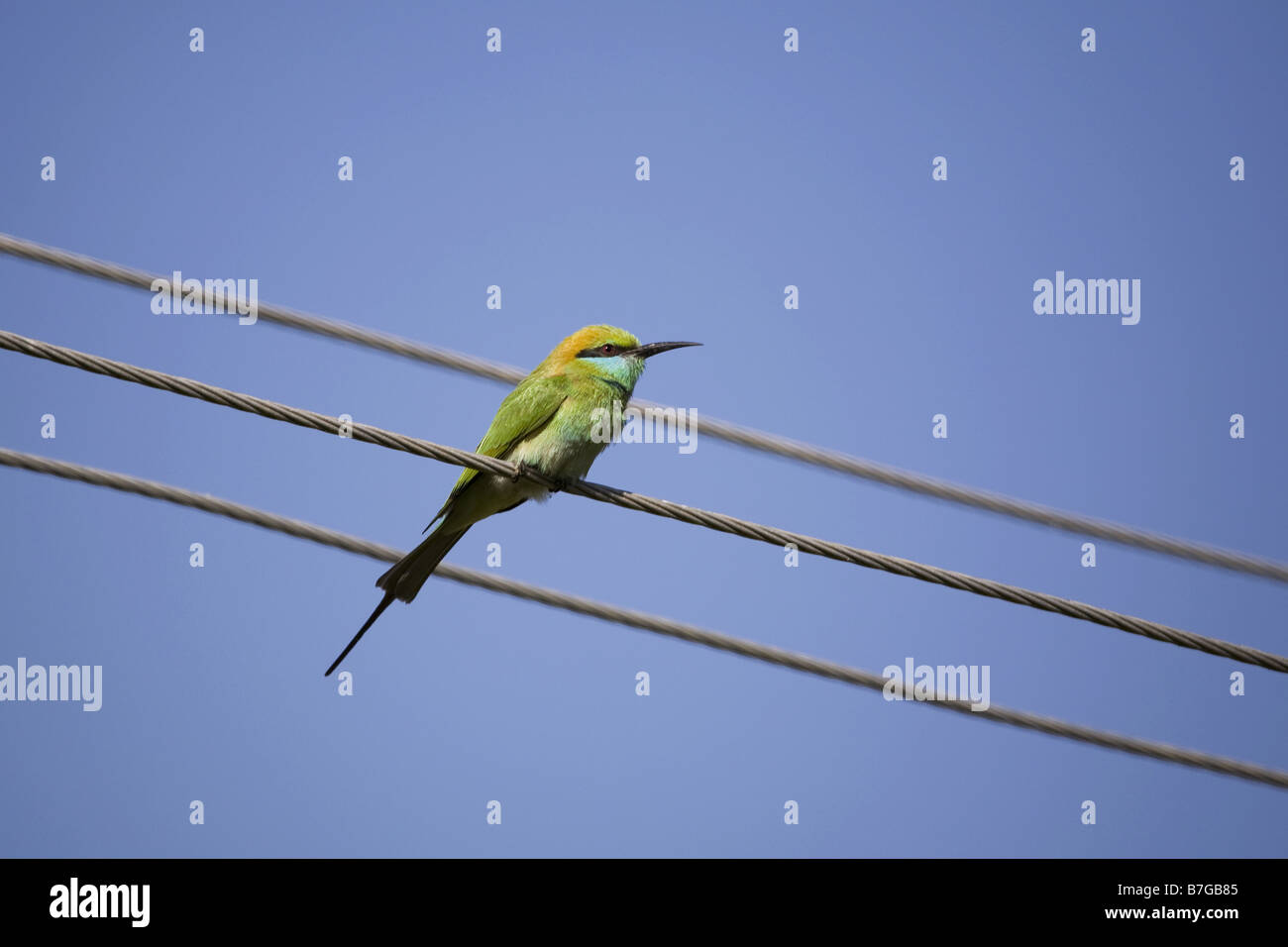 A little green bee-eater sat on a telephone line against a vivid blue sky in India. Stock Photo