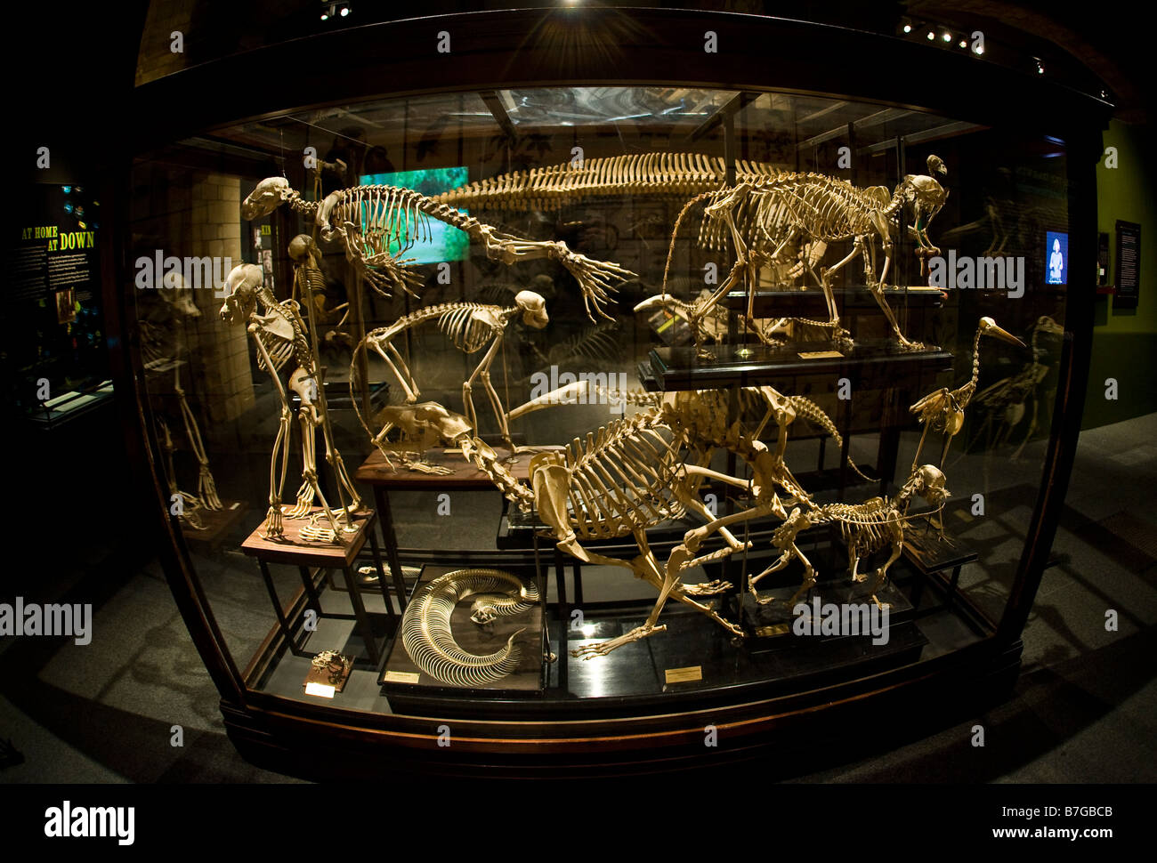 Animal skeleton exhibits part of the Darwin's Big Idea exhibition at the Natural History Museum, London, UK., London, UK Stock Photo