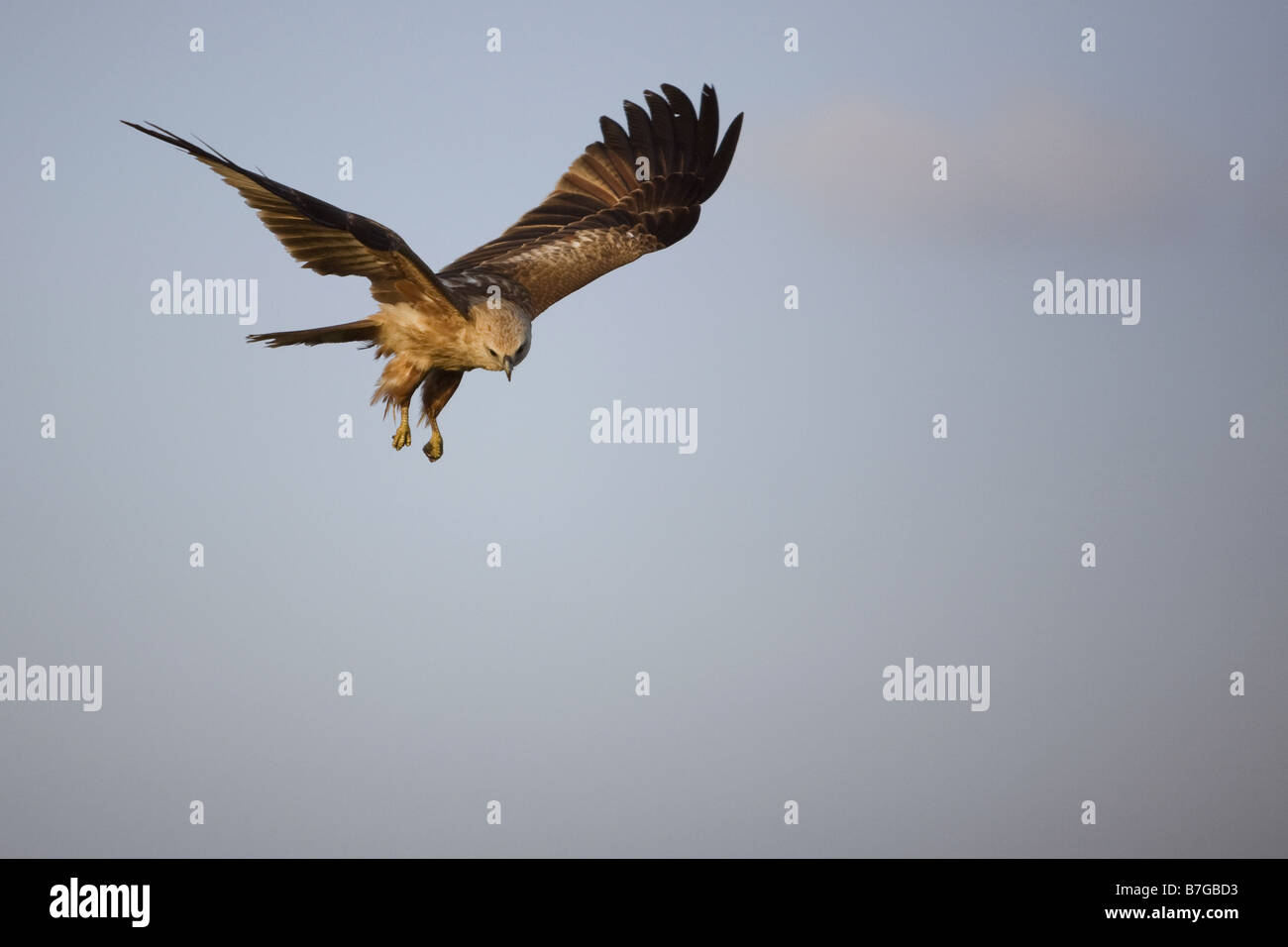 Juvenile Brahminy kite, also known as a Red-backed Sea-eagle in flight. Stock Photo