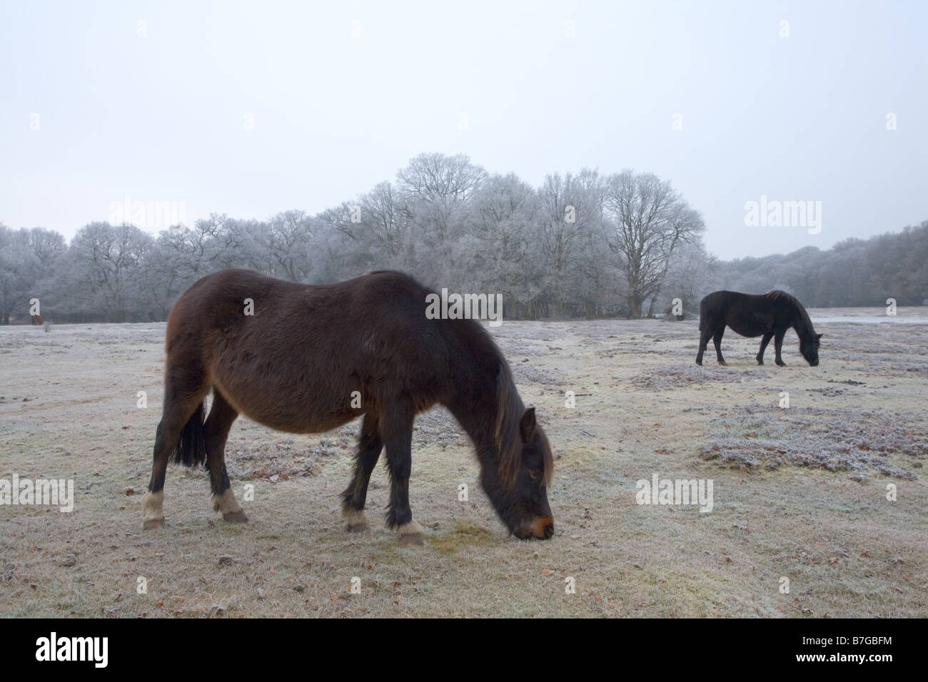 Ponies and hoar frost in the New Forest Stock Photo