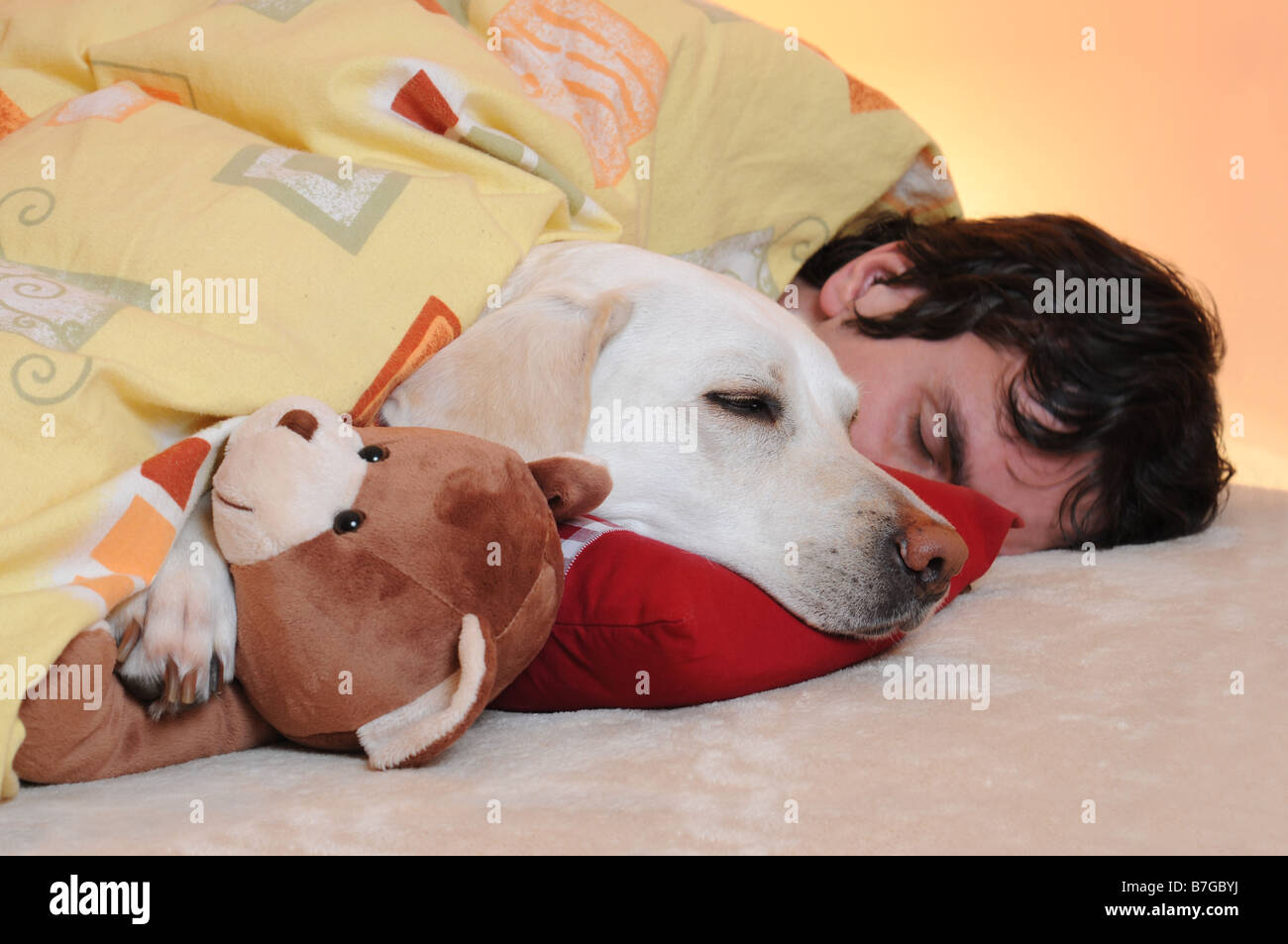 White labrador retriever sleeping in bed with teddy bear and a young man. Stock Photo