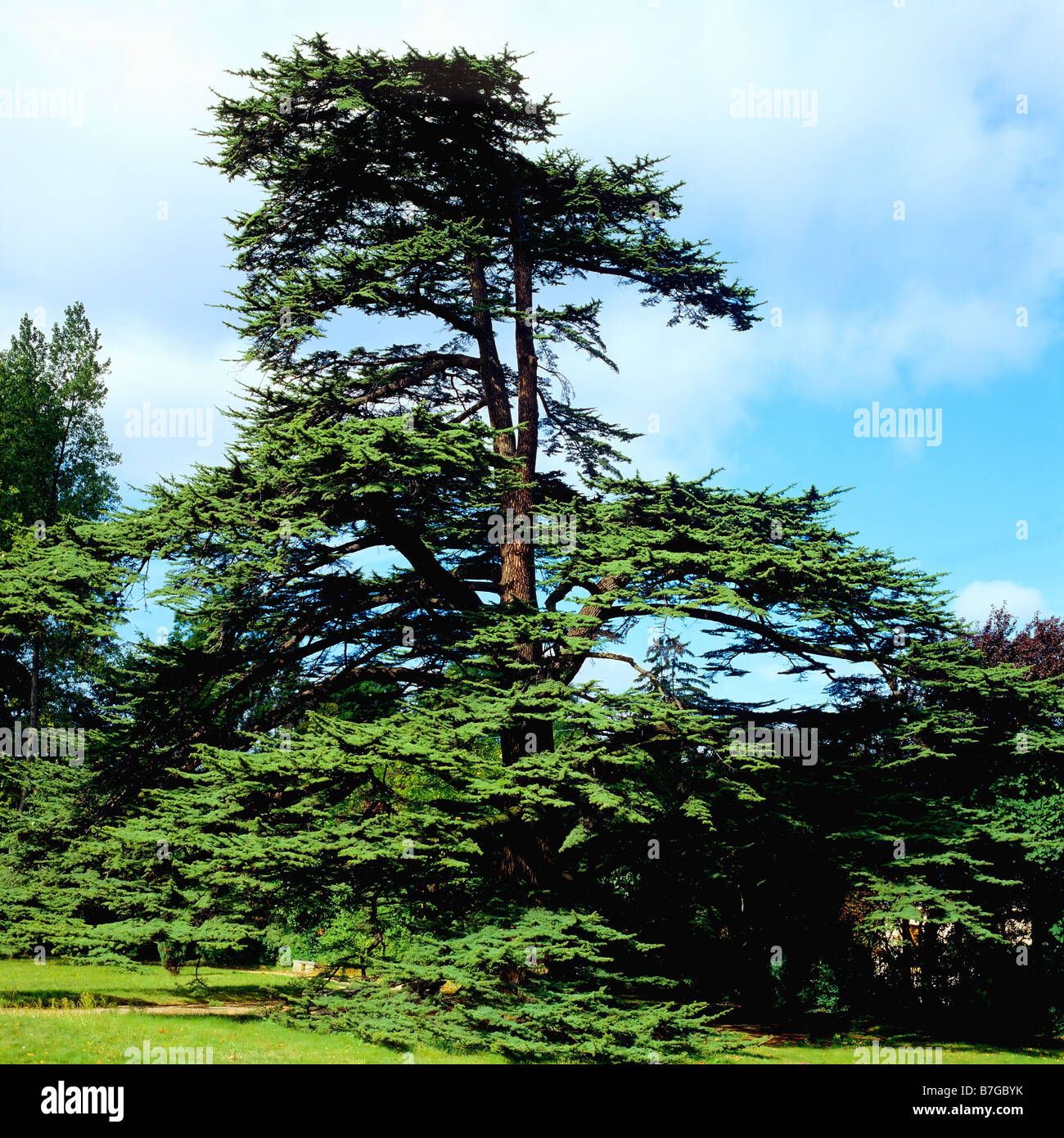 Marengo battle commemorative Cedar tree planted by Josephine de Beauharnais in 1800 in park of Chateau de la Malmaison castle France Europe Stock Photo