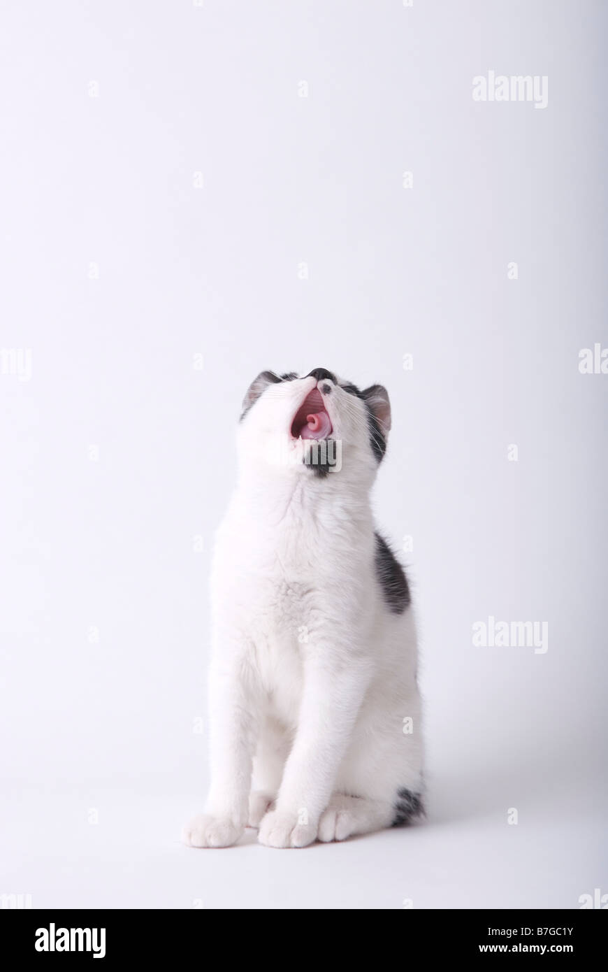 A black and white kitten yawning Stock Photo