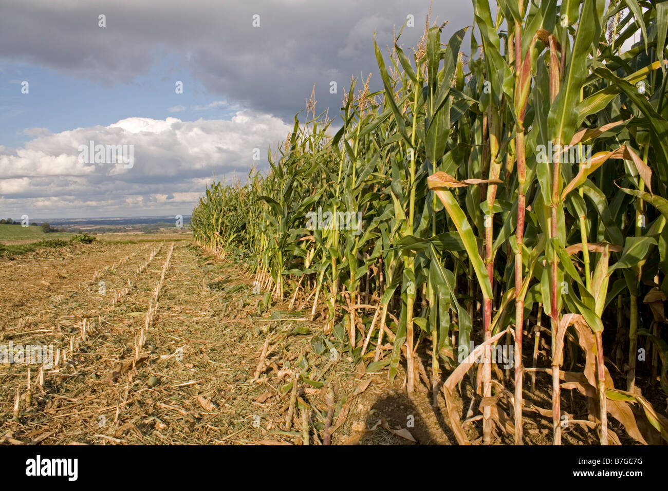 Rows of Maize growing for pheasant feed Stock Photo Alamy