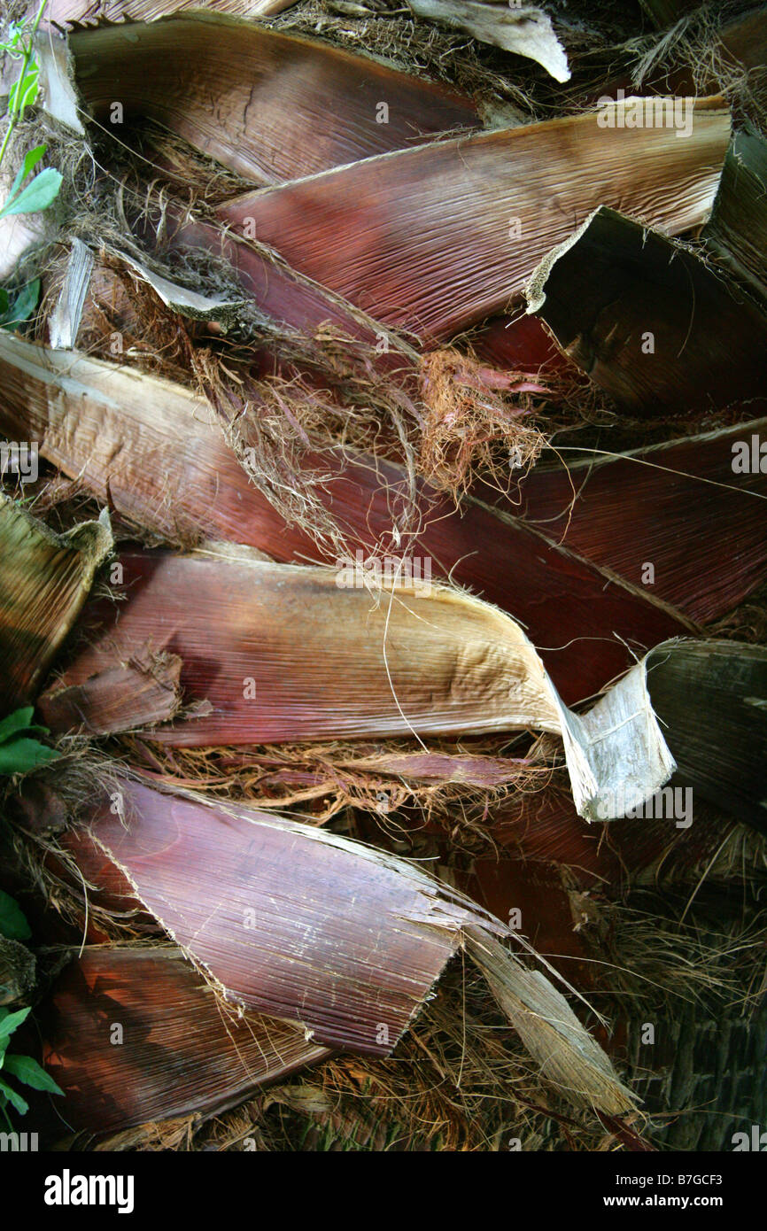 Detail of the Trunk of a Palm Tree Stock Photo