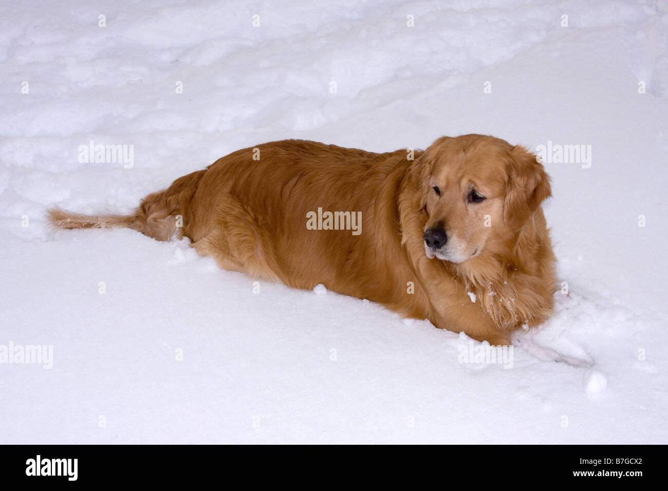 Beautiful golden retriever sitting in the snow Stock Photo - Alamy