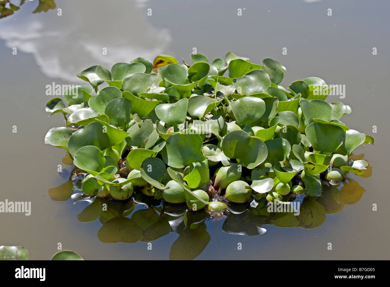 Water hyacinth plants Eichhornia crassipes Lake Naivasha Kenya Stock Photo