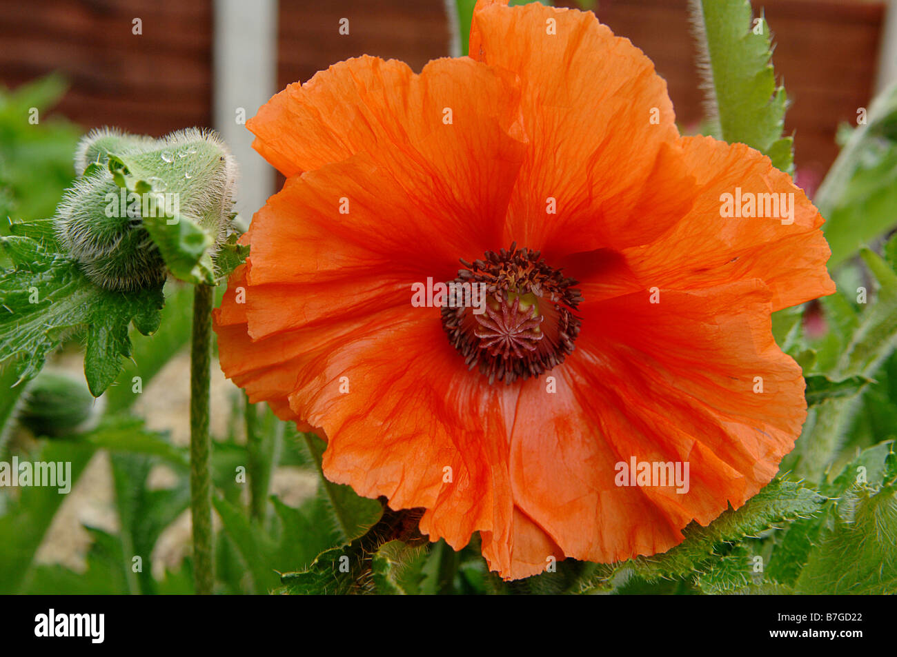 Oriental Poppy - Orientale Papaver 'Harvest Moon' Stock Photo