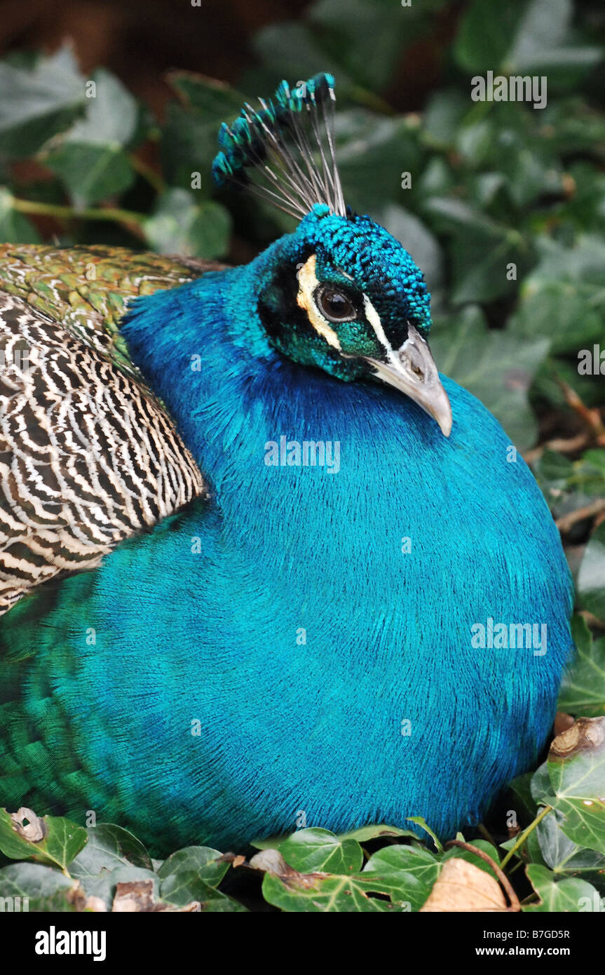 Male indian peacock hi-res stock photography and images - Alamy