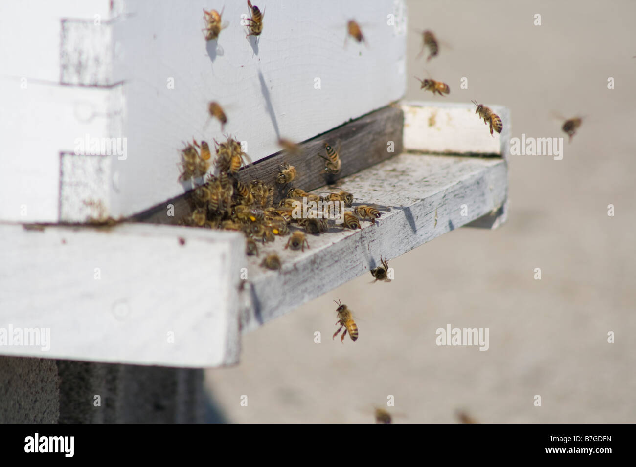 Bees returning hive hires stock photography and images Alamy