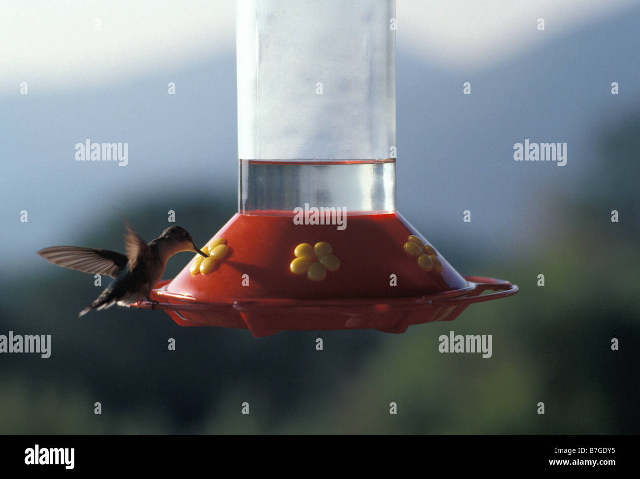Hummingbird hovering at feeding vessel Stock Photo