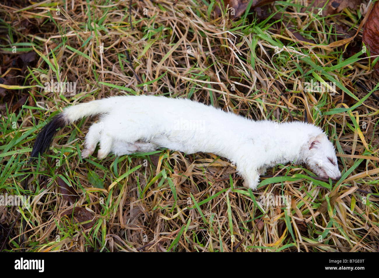 A Stoat in ermine or winter coat this individual was run over by a car Stock Photo