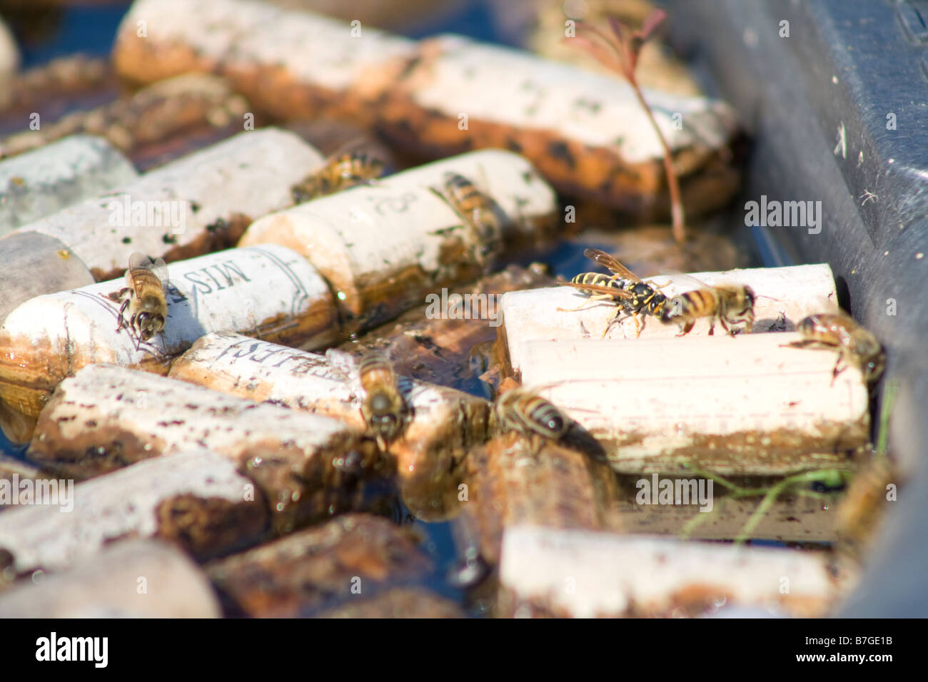 bees landing on corks to drink water west side of Chicago, IL Stock